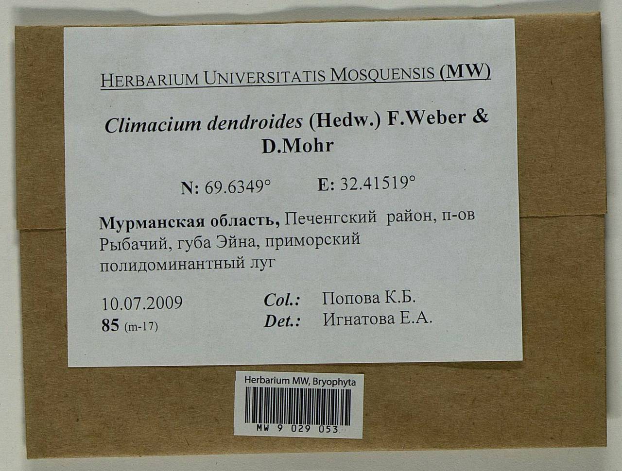 Climacium dendroides (Hedw.) F. Weber & D. Mohr, Bryophytes, Bryophytes - Karelia, Leningrad & Murmansk Oblasts (B4) (Russia)