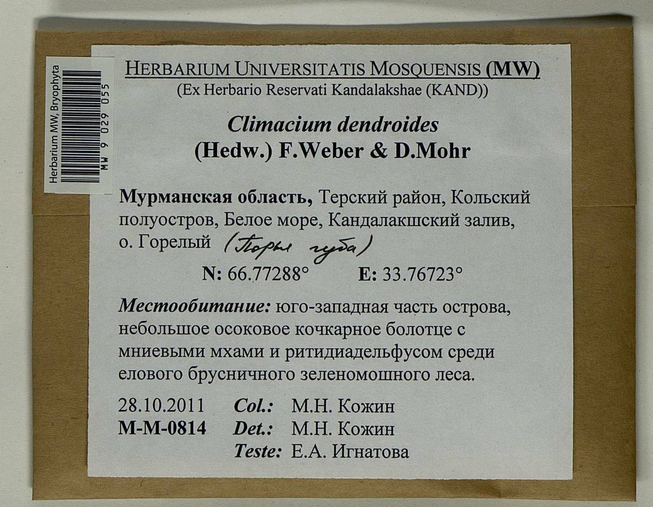 Climacium dendroides (Hedw.) F. Weber & D. Mohr, Bryophytes, Bryophytes - Karelia, Leningrad & Murmansk Oblasts (B4) (Russia)