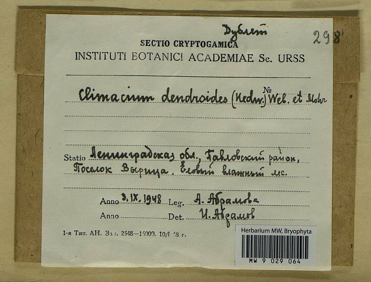 Climacium dendroides (Hedw.) F. Weber & D. Mohr, Bryophytes, Bryophytes - Karelia, Leningrad & Murmansk Oblasts (B4) (Russia)