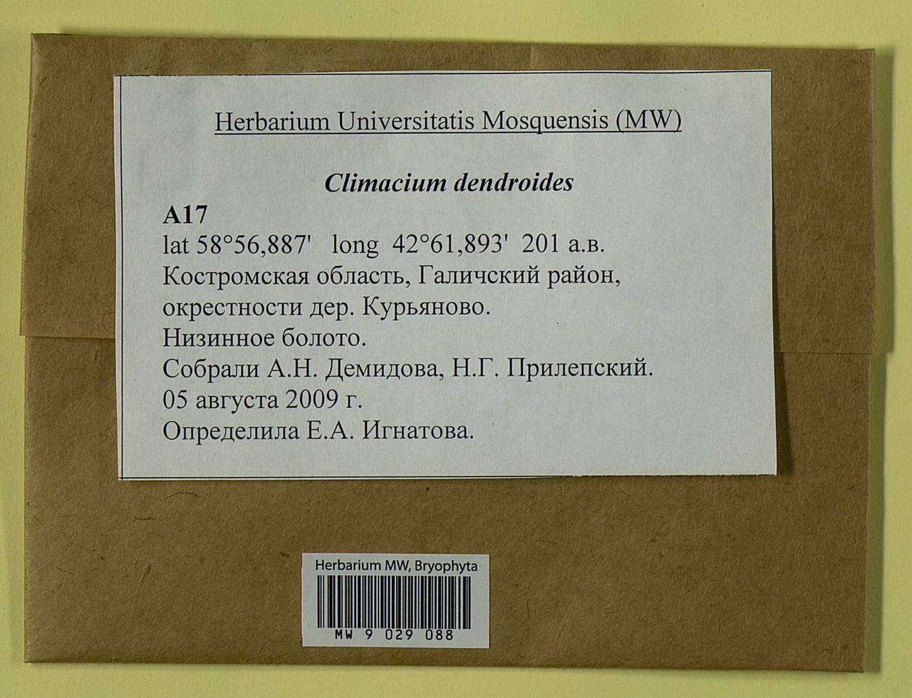 Climacium dendroides (Hedw.) F. Weber & D. Mohr, Bryophytes, Bryophytes - Middle Russia (B6) (Russia)