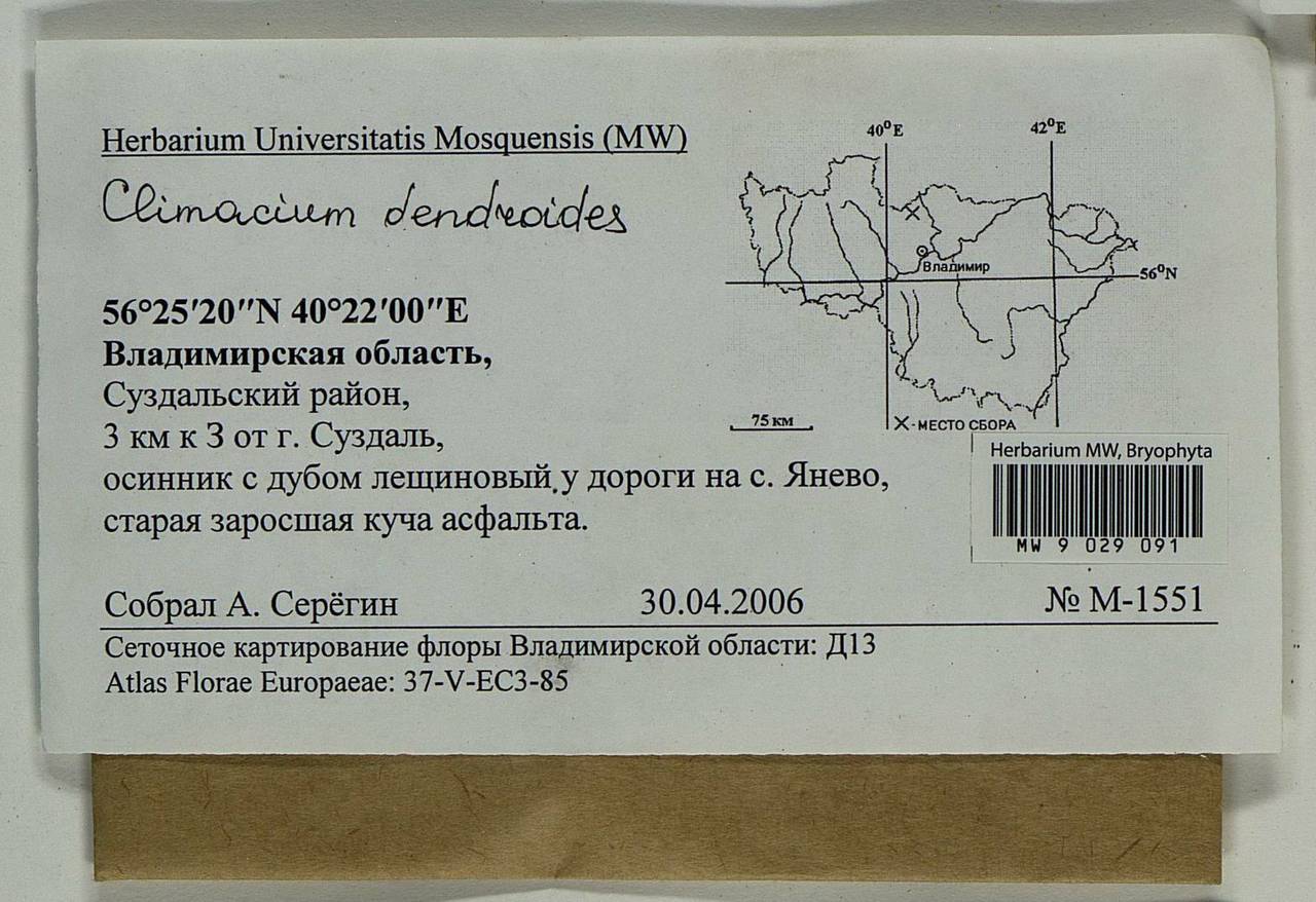 Climacium dendroides (Hedw.) F. Weber & D. Mohr, Bryophytes, Bryophytes - Middle Russia (B6) (Russia)