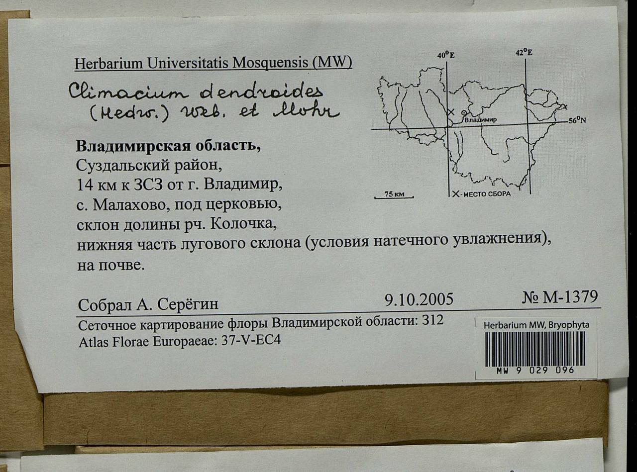 Climacium dendroides (Hedw.) F. Weber & D. Mohr, Bryophytes, Bryophytes - Middle Russia (B6) (Russia)