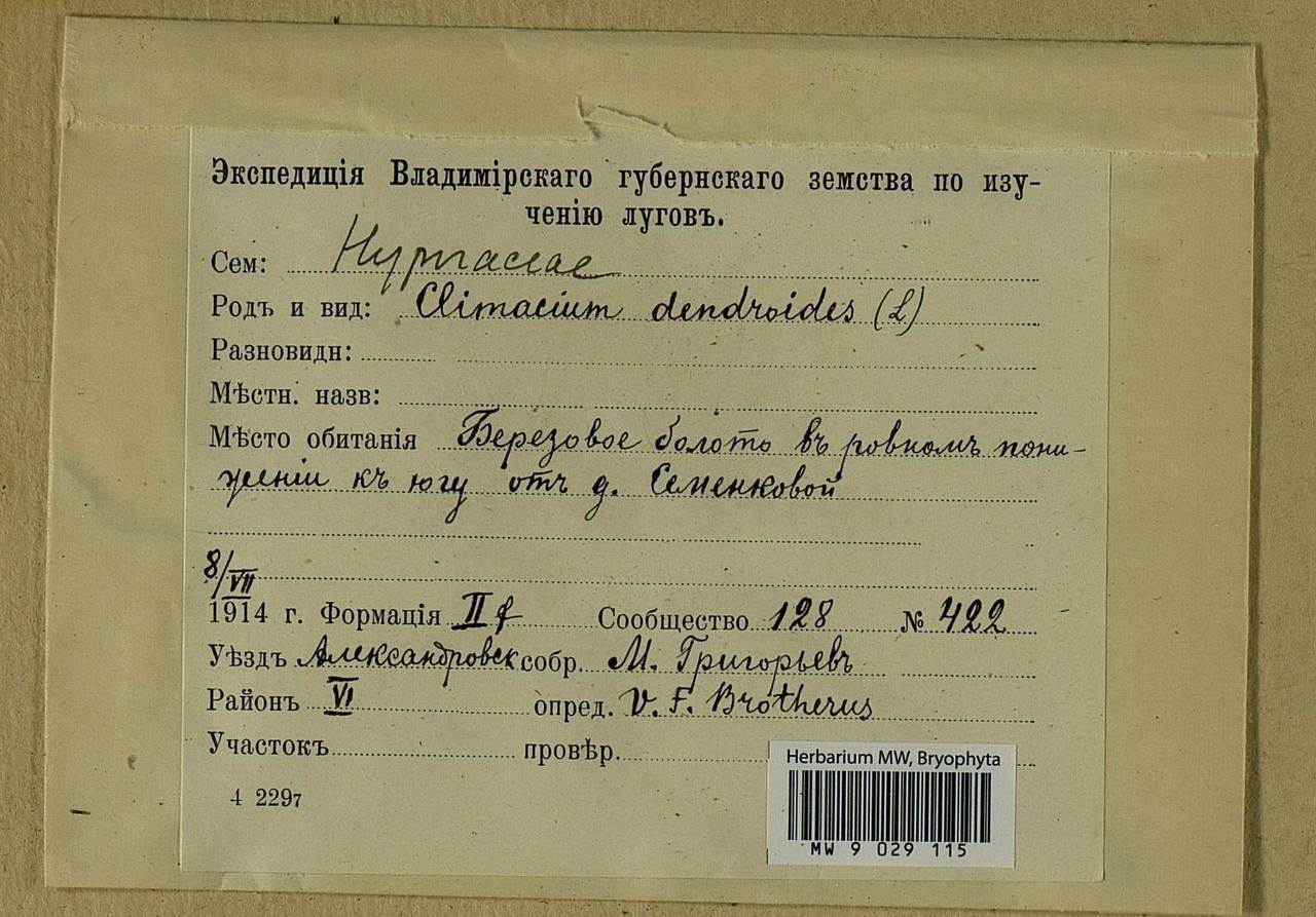 Climacium dendroides (Hedw.) F. Weber & D. Mohr, Bryophytes, Bryophytes - Middle Russia (B6) (Russia)