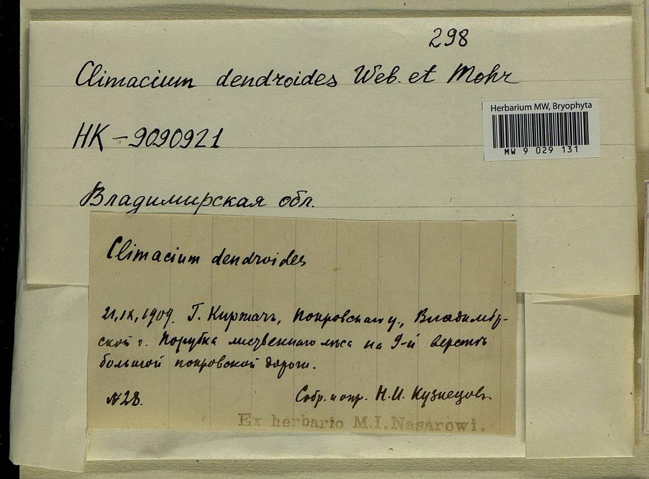 Climacium dendroides (Hedw.) F. Weber & D. Mohr, Bryophytes, Bryophytes - Middle Russia (B6) (Russia)