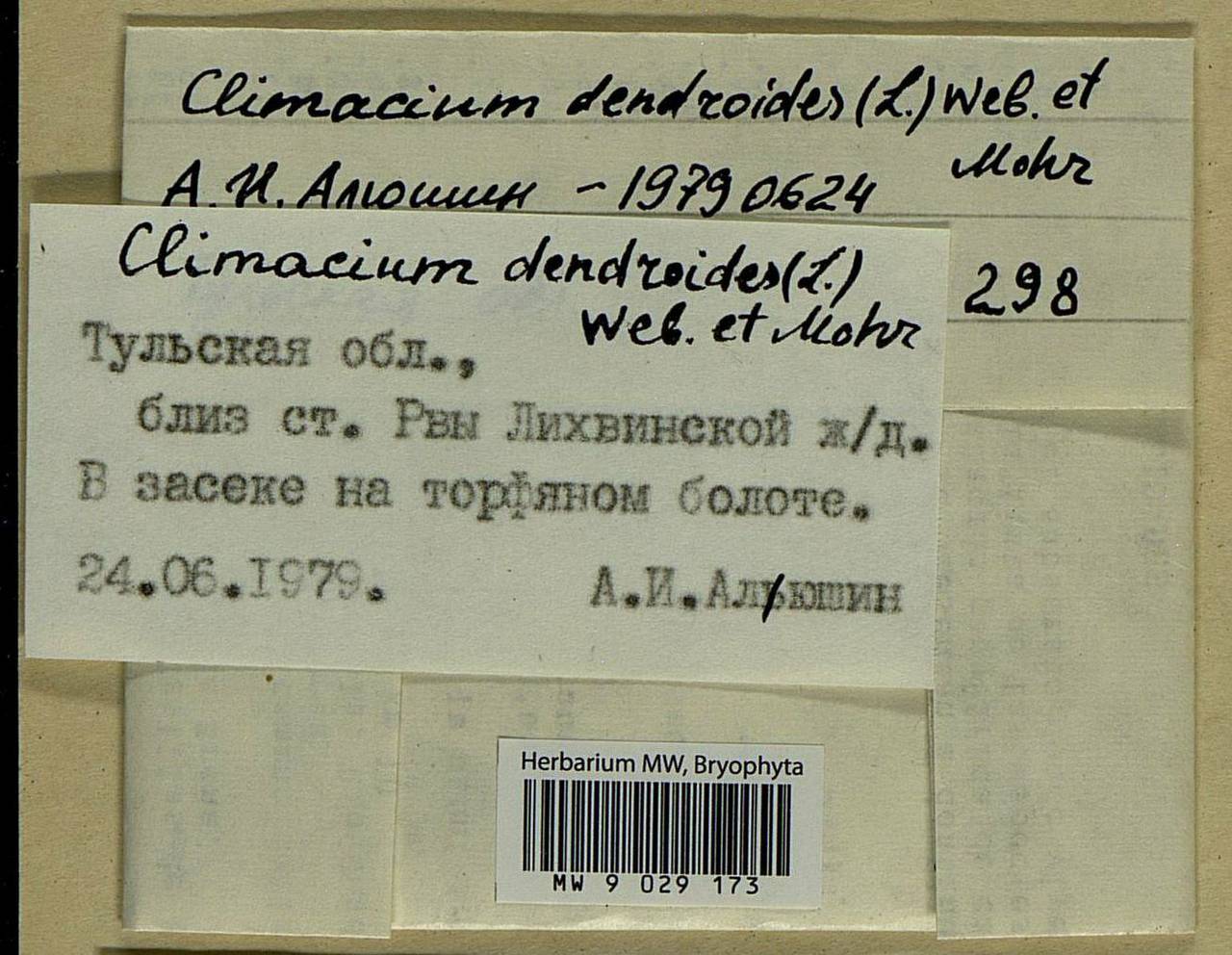 Climacium dendroides (Hedw.) F. Weber & D. Mohr, Bryophytes, Bryophytes - Middle Russia (B6) (Russia)