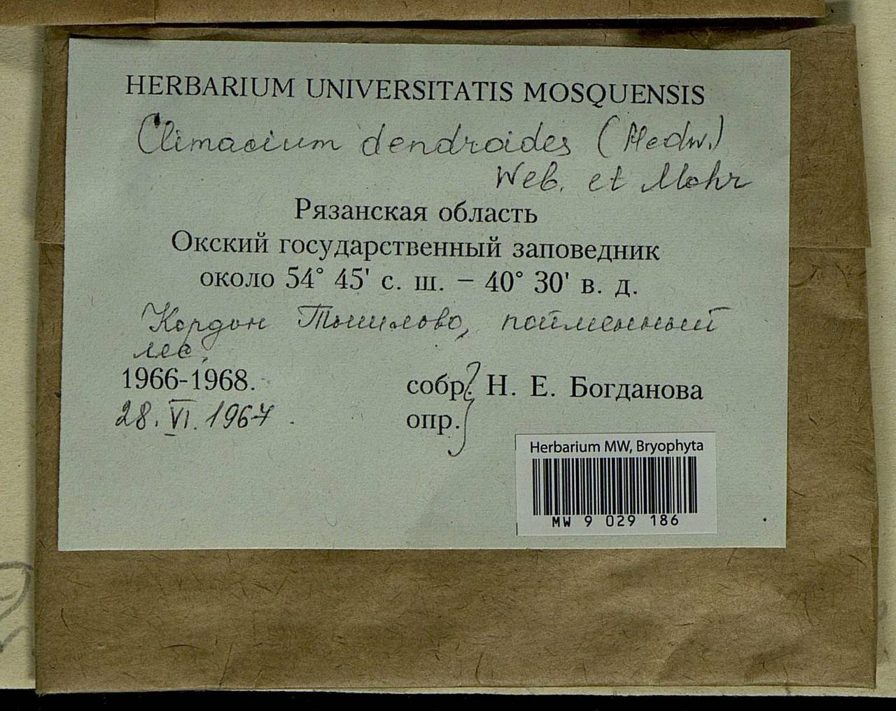 Climacium dendroides (Hedw.) F. Weber & D. Mohr, Bryophytes, Bryophytes - Middle Russia (B6) (Russia)