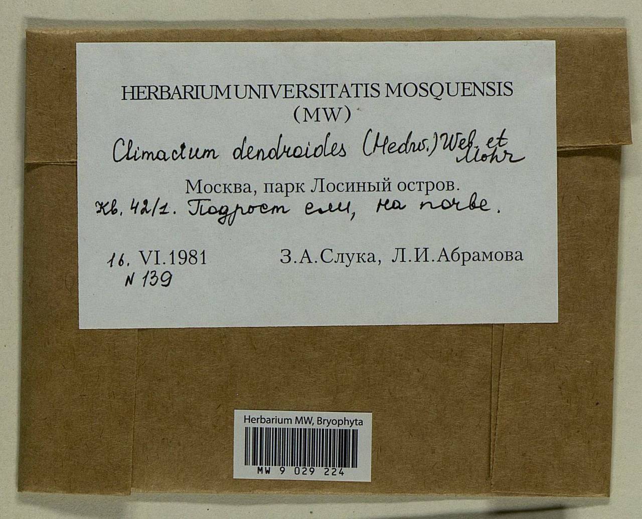 Climacium dendroides (Hedw.) F. Weber & D. Mohr, Bryophytes, Bryophytes - Moscow City & Moscow Oblast (B6a) (Russia)