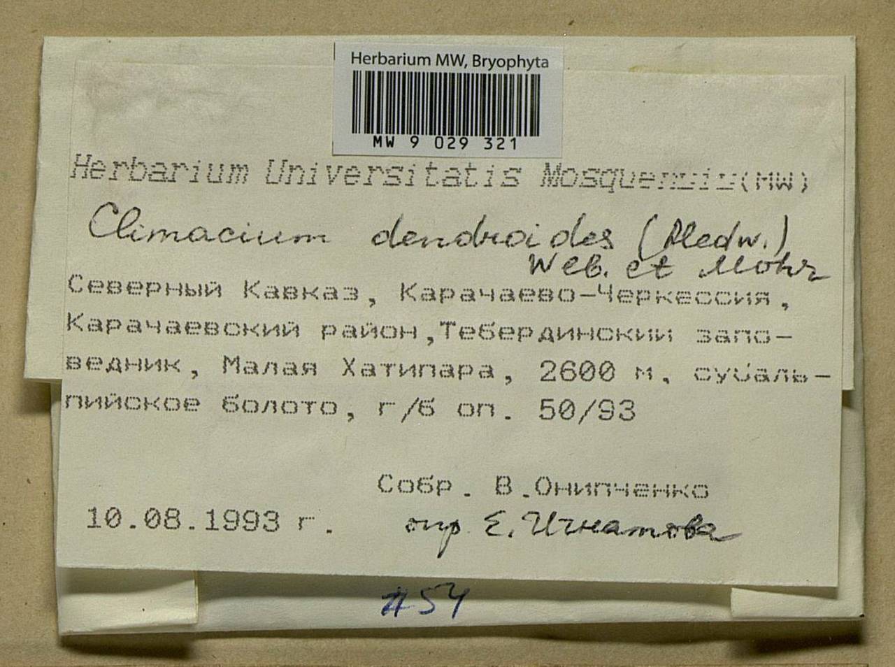 Climacium dendroides (Hedw.) F. Weber & D. Mohr, Bryophytes, Bryophytes - North Caucasus & Ciscaucasia (B12) (Russia)