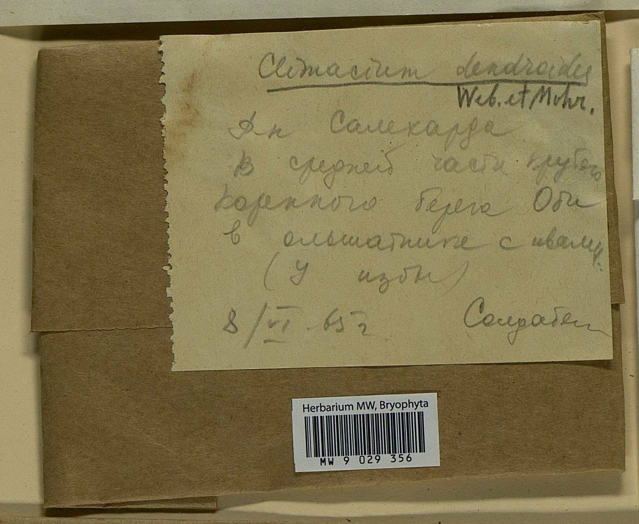 Climacium dendroides (Hedw.) F. Weber & D. Mohr, Bryophytes, Bryophytes - Western Siberia (including Altai) (B15) (Russia)