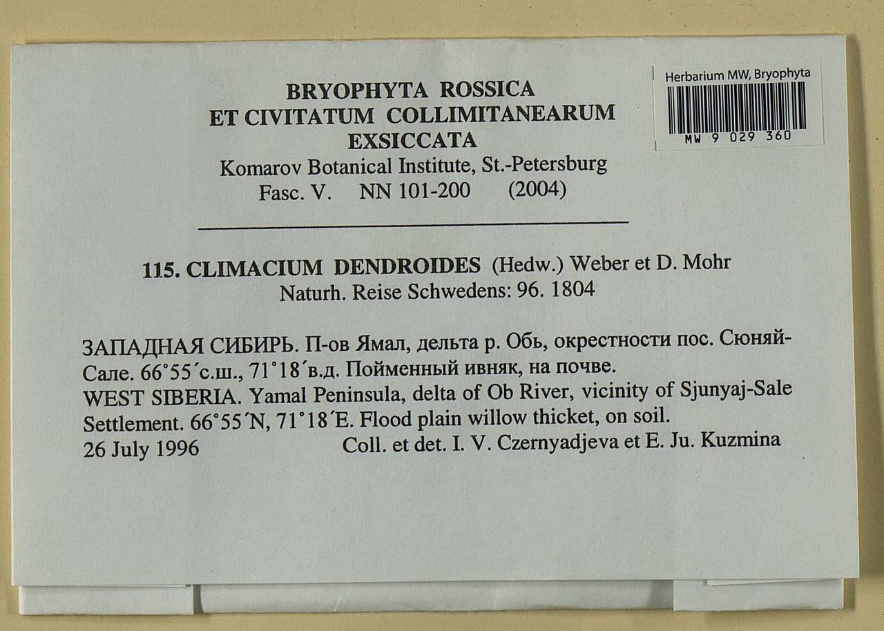 Climacium dendroides (Hedw.) F. Weber & D. Mohr, Bryophytes, Bryophytes - Western Siberia (including Altai) (B15) (Russia)