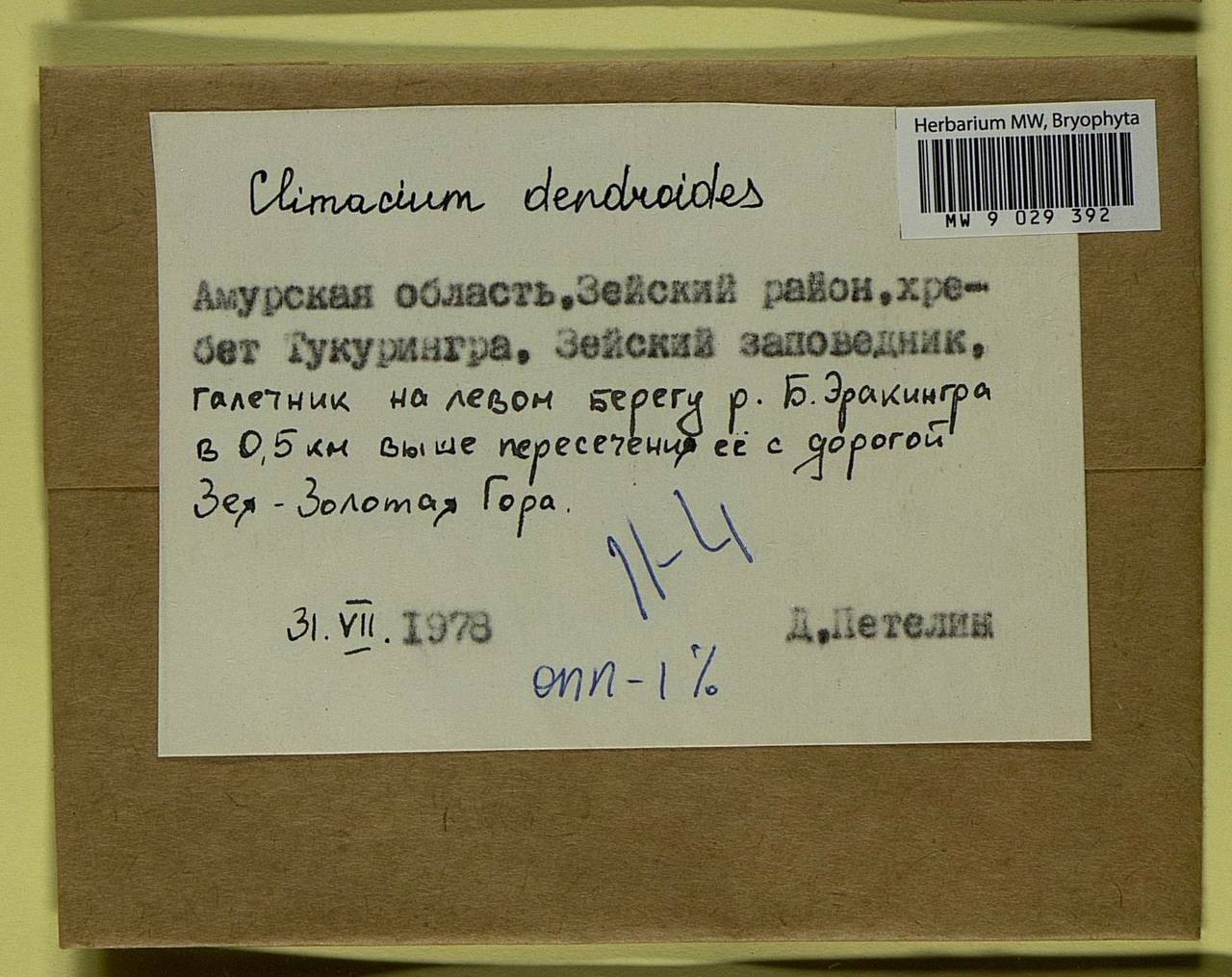 Climacium dendroides (Hedw.) F. Weber & D. Mohr, Bryophytes, Bryophytes - Russian Far East (excl. Chukotka & Kamchatka) (B20) (Russia)