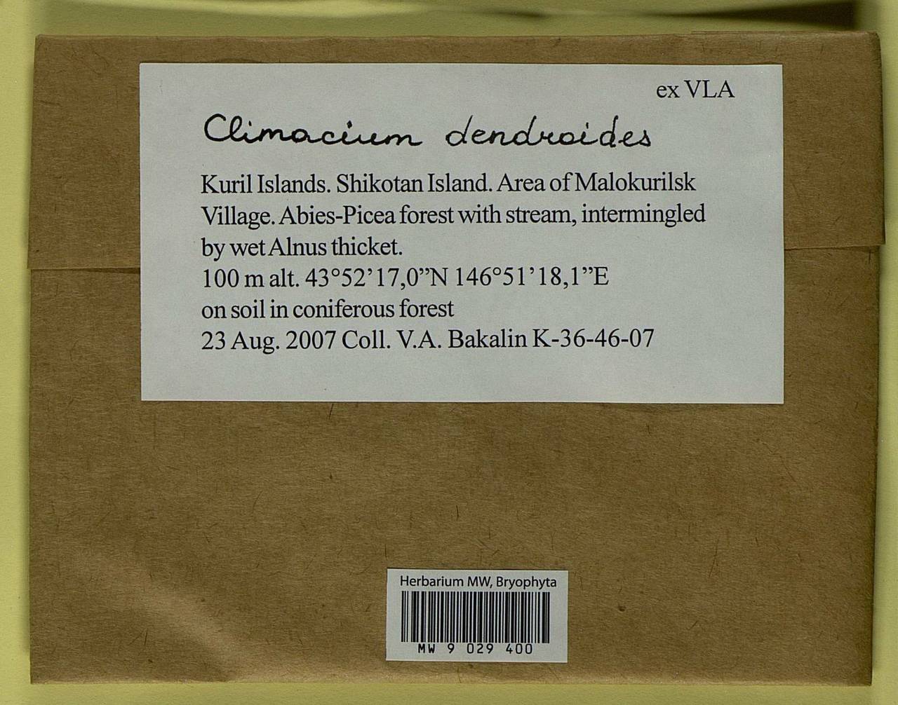 Climacium dendroides (Hedw.) F. Weber & D. Mohr, Bryophytes, Bryophytes - Russian Far East (excl. Chukotka & Kamchatka) (B20) (Russia)