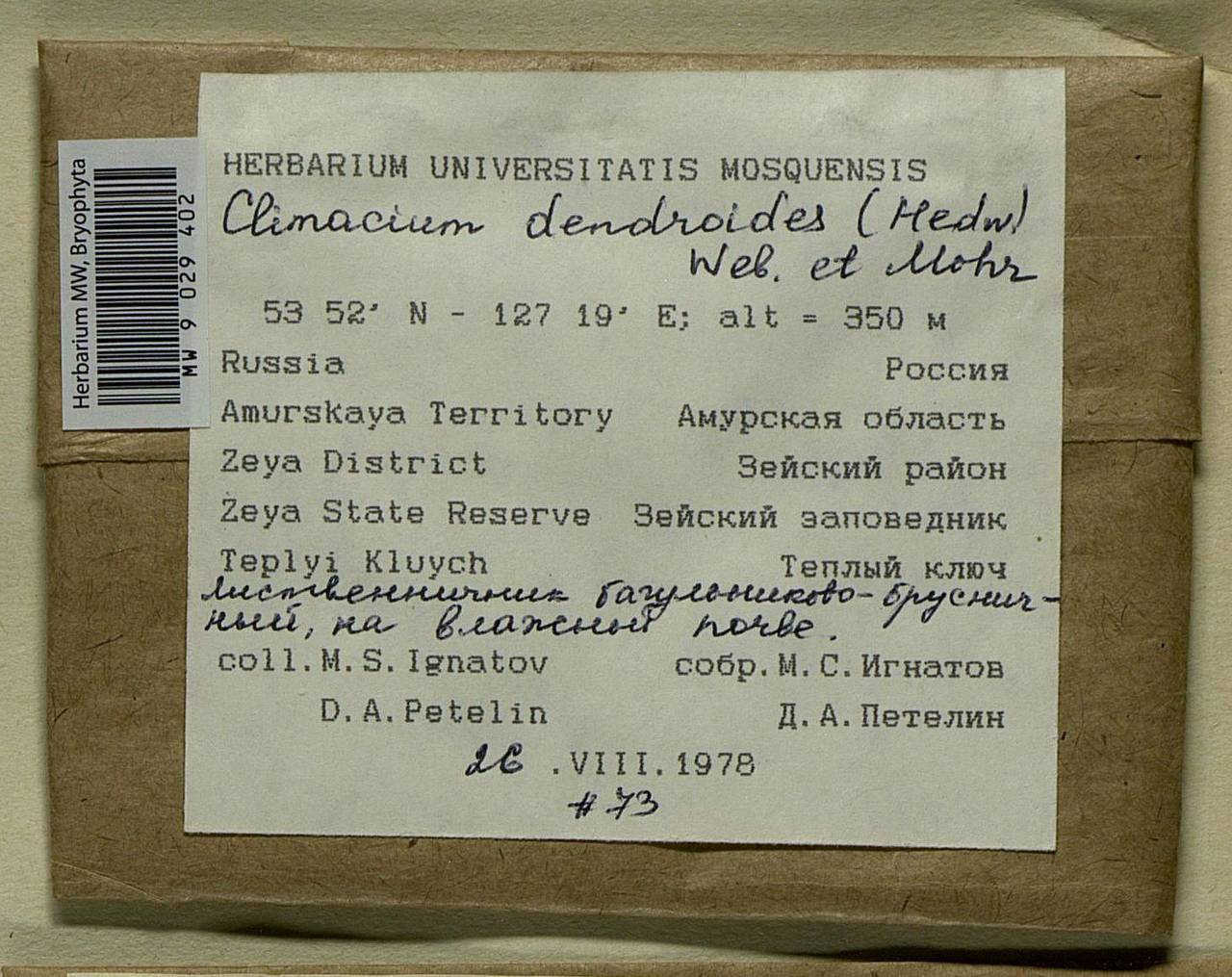 Climacium dendroides (Hedw.) F. Weber & D. Mohr, Bryophytes, Bryophytes - Russian Far East (excl. Chukotka & Kamchatka) (B20) (Russia)