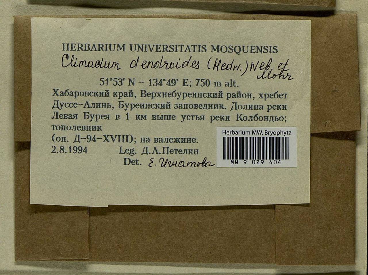 Climacium dendroides (Hedw.) F. Weber & D. Mohr, Bryophytes, Bryophytes - Russian Far East (excl. Chukotka & Kamchatka) (B20) (Russia)