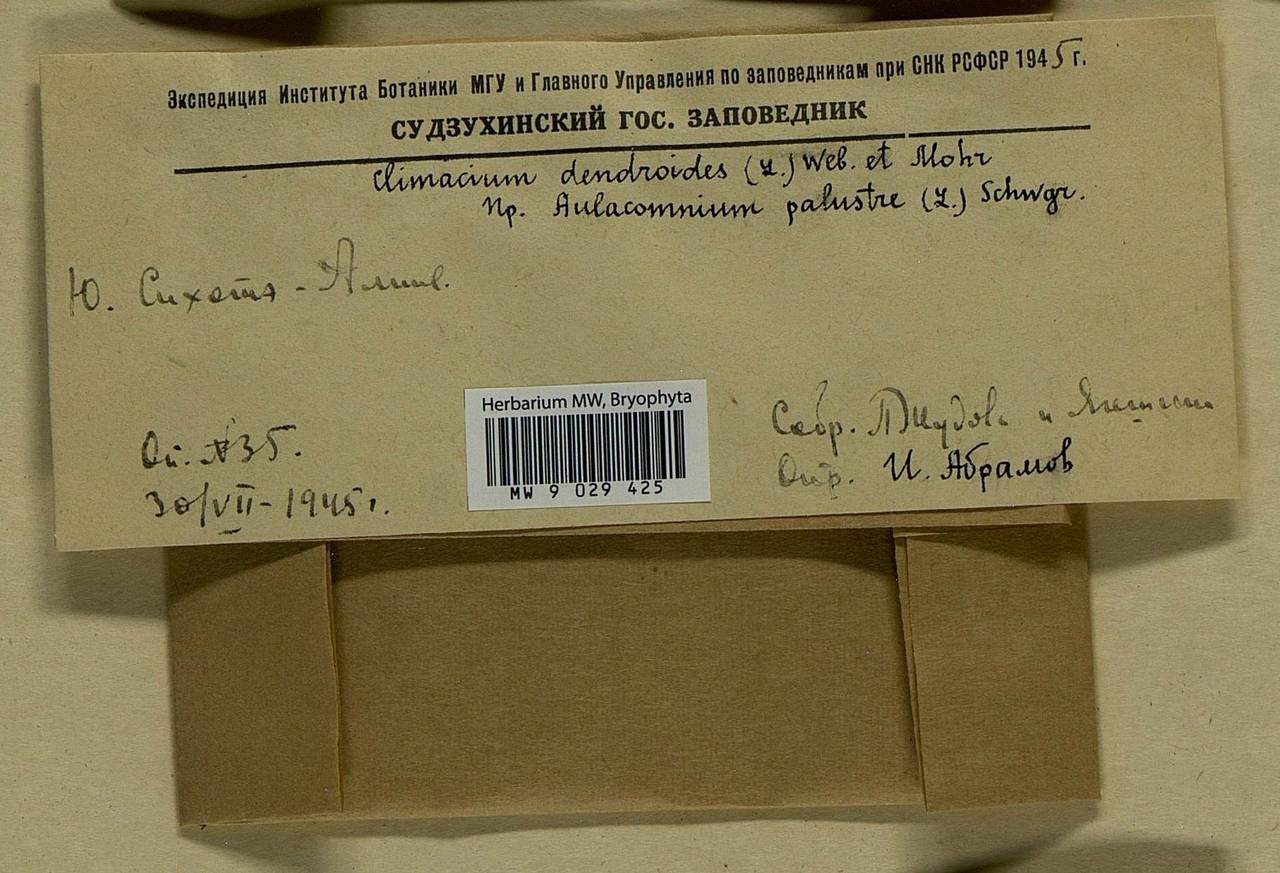 Climacium dendroides (Hedw.) F. Weber & D. Mohr, Bryophytes, Bryophytes - Russian Far East (excl. Chukotka & Kamchatka) (B20) (Russia)