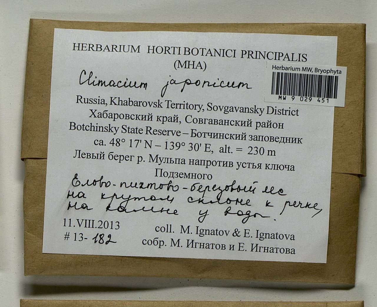 Climacium japonicum Lindb., Bryophytes, Bryophytes - Russian Far East (excl. Chukotka & Kamchatka) (B20) (Russia)