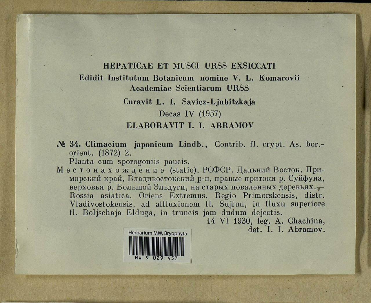 Climacium japonicum Lindb., Bryophytes, Bryophytes - Russian Far East (excl. Chukotka & Kamchatka) (B20) (Russia)