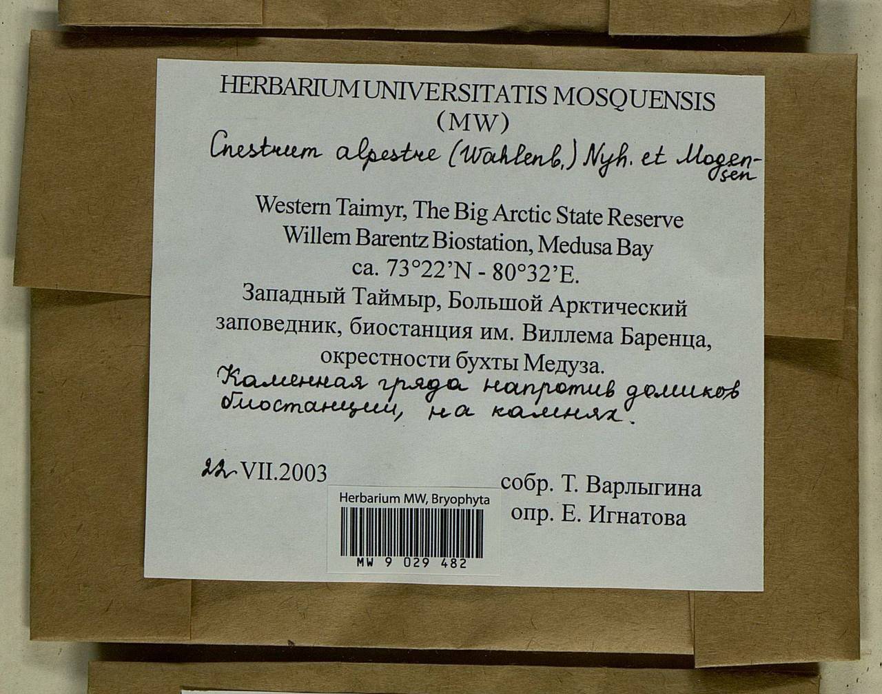 Cnestrum alpestre (Wahlenb.) Nyholm, Bryophytes, Bryophytes - Krasnoyarsk Krai, Tyva & Khakassia (B17) (Russia)