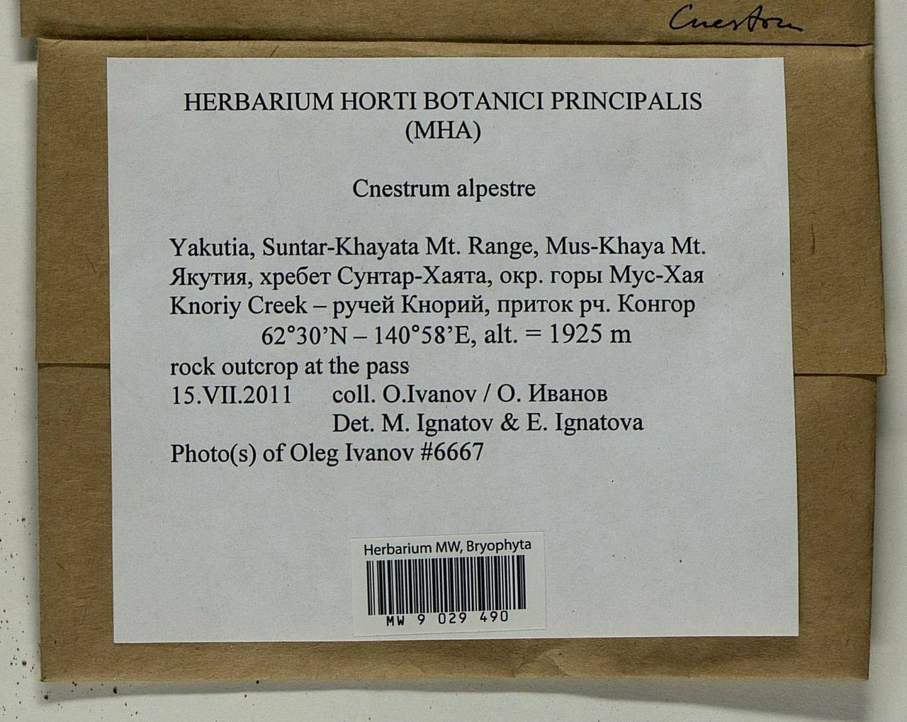 Cnestrum alpestre (Wahlenb.) Nyholm, Bryophytes, Bryophytes - Yakutia (B19) (Russia)