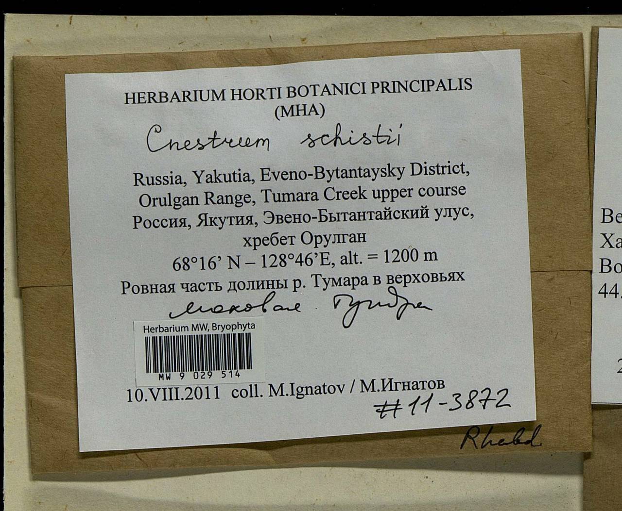 Cnestrum schisti (F. Weber & D. Mohr) I. Hagen, Bryophytes, Bryophytes - Yakutia (B19) (Russia)