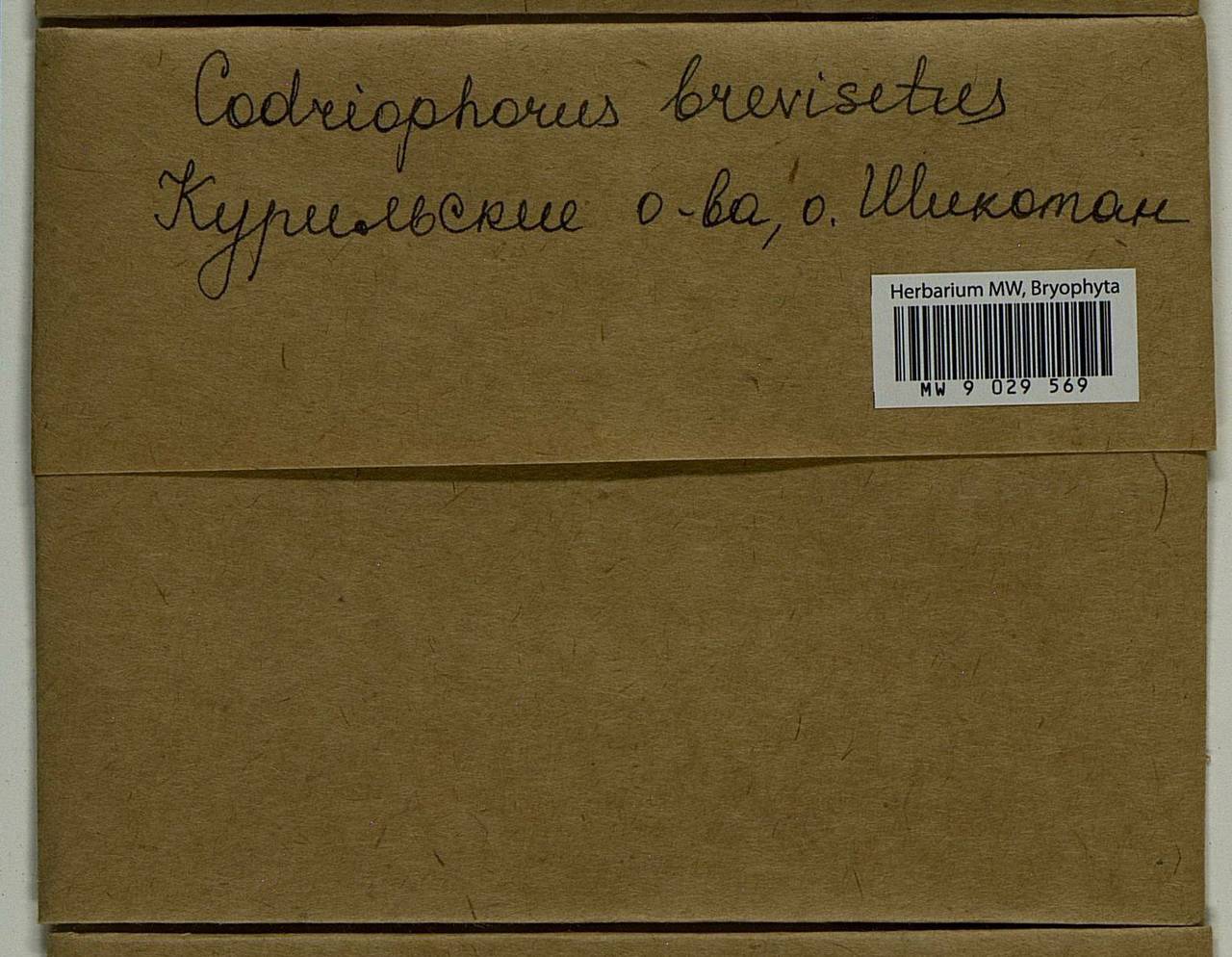 Dilutineuron brevisetum (Lindb.) Bedn.-Ochyra, Sawicki, Ochyra, Szczecińska & Plášek, Bryophytes, Bryophytes - Russian Far East (excl. Chukotka & Kamchatka) (B20) (Russia)