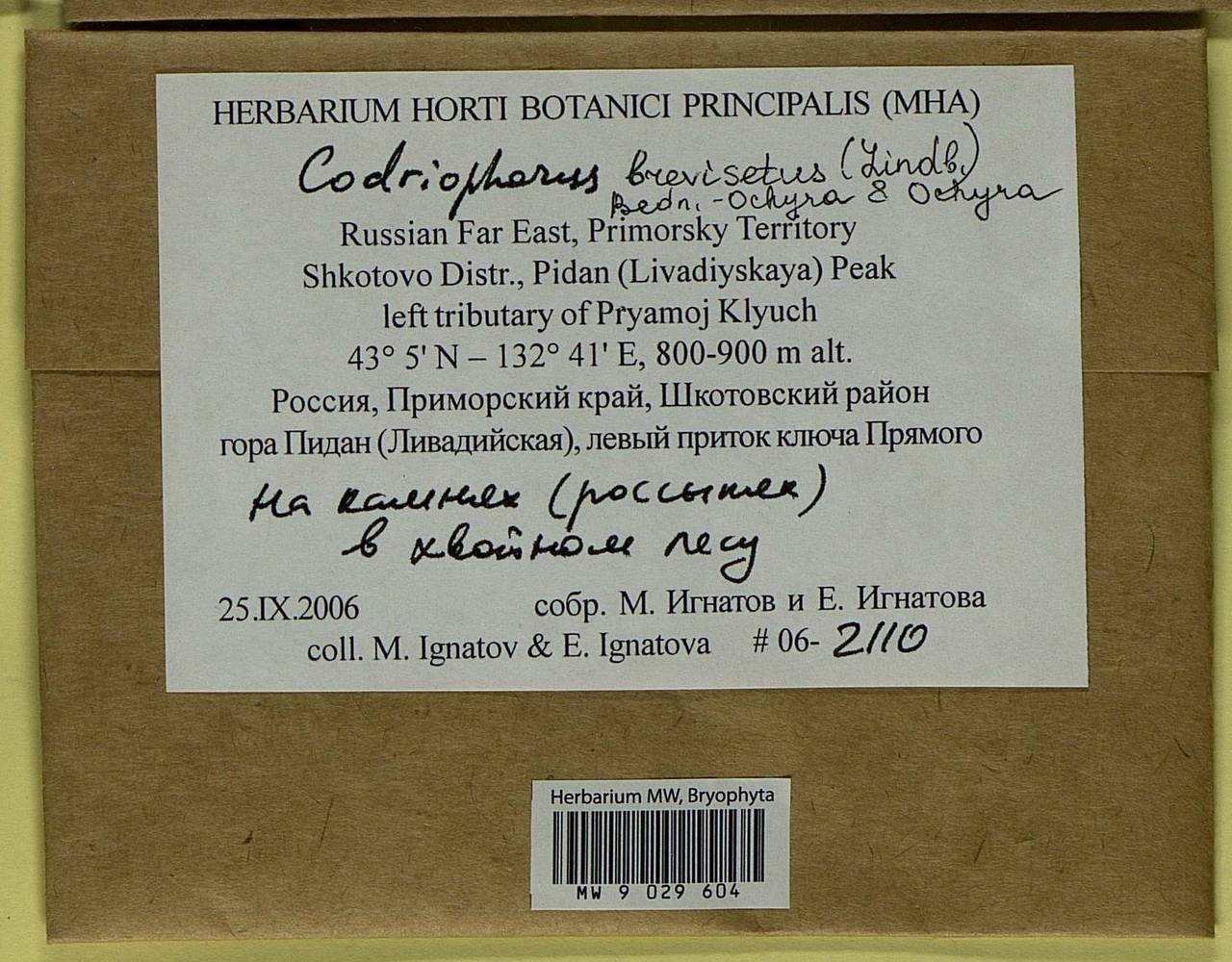 Dilutineuron brevisetum (Lindb.) Bedn.-Ochyra, Sawicki, Ochyra, Szczecińska & Plášek, Bryophytes, Bryophytes - Russian Far East (excl. Chukotka & Kamchatka) (B20) (Russia)