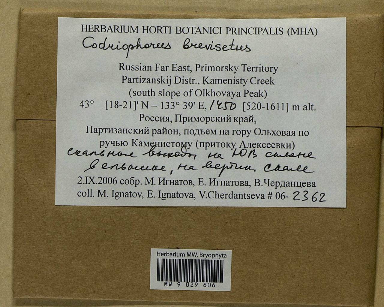 Dilutineuron brevisetum (Lindb.) Bedn.-Ochyra, Sawicki, Ochyra, Szczecińska & Plášek, Bryophytes, Bryophytes - Russian Far East (excl. Chukotka & Kamchatka) (B20) (Russia)