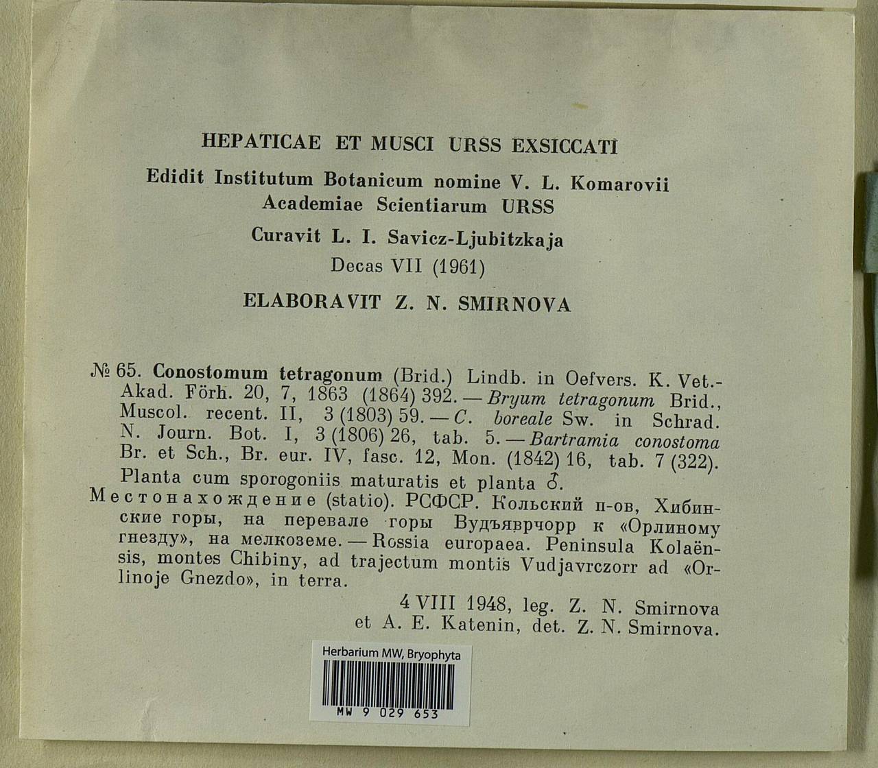 Conostomum tetragonum (Hedw.) Lindb., Bryophytes, Bryophytes - Karelia, Leningrad & Murmansk Oblasts (B4) (Russia)