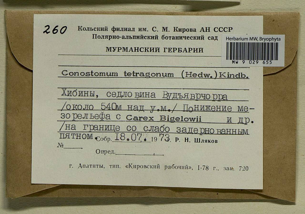 Conostomum tetragonum (Hedw.) Lindb., Bryophytes, Bryophytes - Karelia, Leningrad & Murmansk Oblasts (B4) (Russia)