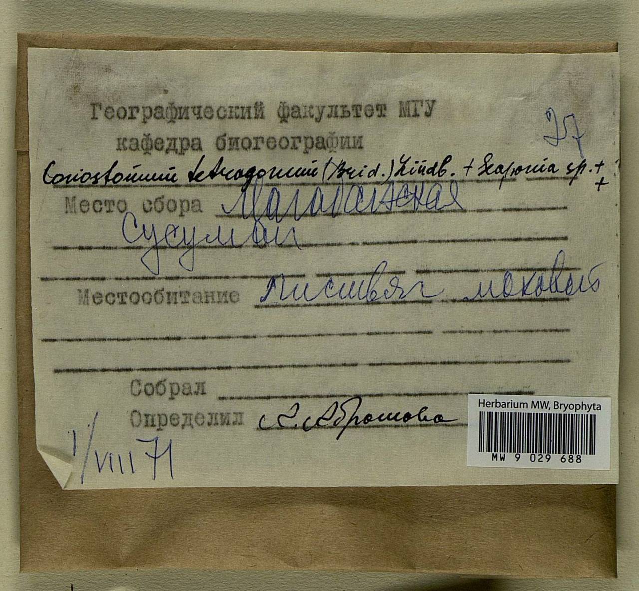 Conostomum tetragonum (Hedw.) Lindb., Bryophytes, Bryophytes - Chukotka & Kamchatka (B21) (Russia)
