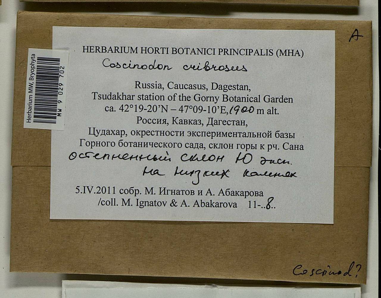 Coscinodon cribrosus (Hedw.) Spruce, Bryophytes, Bryophytes - North Caucasus & Ciscaucasia (B12) (Russia)