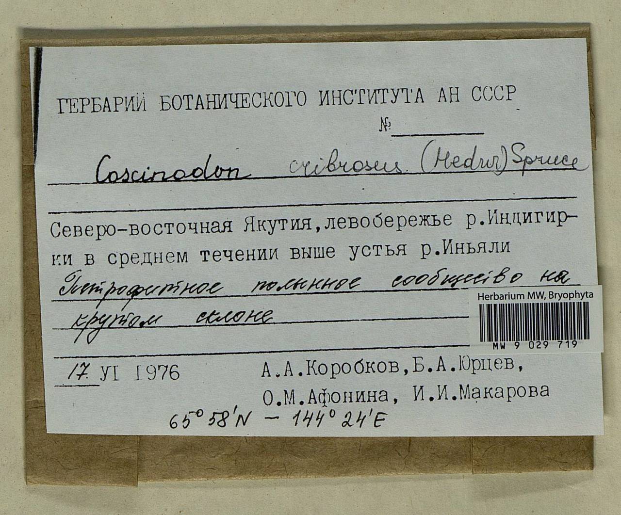 Coscinodon cribrosus (Hedw.) Spruce, Bryophytes, Bryophytes - Yakutia (B19) (Russia)