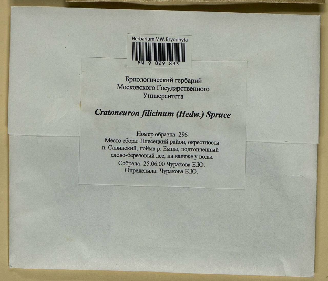 Cratoneuron filicinum (Hedw.) Spruce, Bryophytes, Bryophytes - European North East (B7) (Russia)
