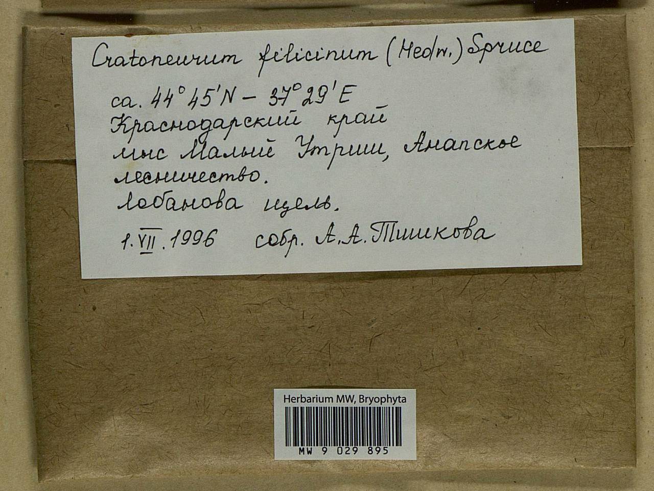 Cratoneuron filicinum (Hedw.) Spruce, Bryophytes, Bryophytes - North Caucasus & Ciscaucasia (B12) (Russia)