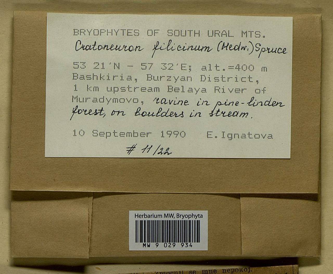 Cratoneuron filicinum (Hedw.) Spruce, Bryophytes, Bryophytes - South Urals (B14) (Russia)