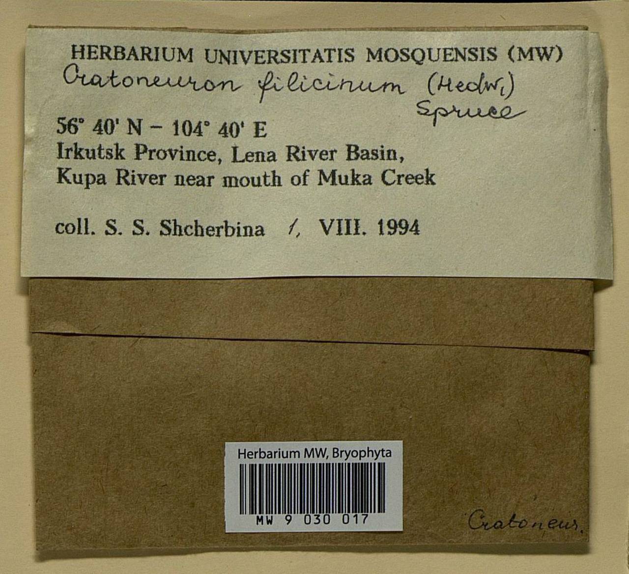 Cratoneuron filicinum (Hedw.) Spruce, Bryophytes, Bryophytes - Baikal & Transbaikal regions (B18) (Russia)