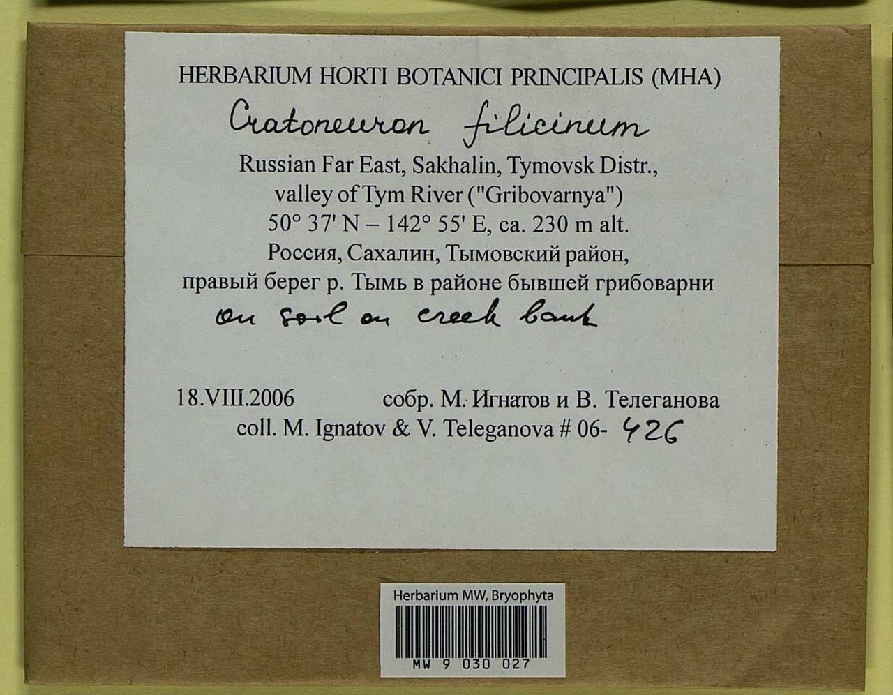 Cratoneuron filicinum (Hedw.) Spruce, Bryophytes, Bryophytes - Russian Far East (excl. Chukotka & Kamchatka) (B20) (Russia)