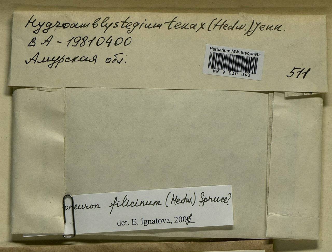 Cratoneuron filicinum (Hedw.) Spruce, Bryophytes, Bryophytes - Russian Far East (excl. Chukotka & Kamchatka) (B20) (Russia)