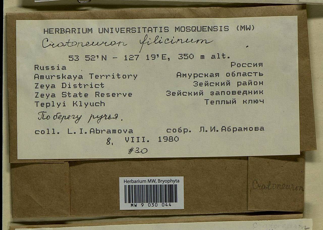 Cratoneuron filicinum (Hedw.) Spruce, Bryophytes, Bryophytes - Russian Far East (excl. Chukotka & Kamchatka) (B20) (Russia)