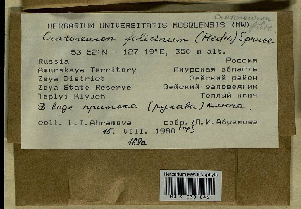 Cratoneuron filicinum (Hedw.) Spruce, Bryophytes, Bryophytes - Russian Far East (excl. Chukotka & Kamchatka) (B20) (Russia)