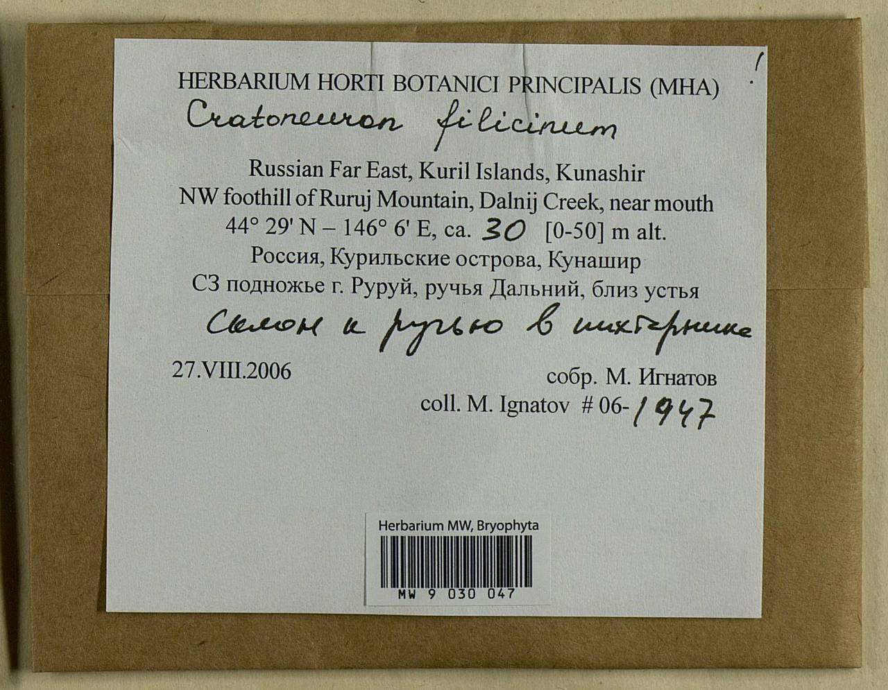 Cratoneuron filicinum (Hedw.) Spruce, Bryophytes, Bryophytes - Russian Far East (excl. Chukotka & Kamchatka) (B20) (Russia)