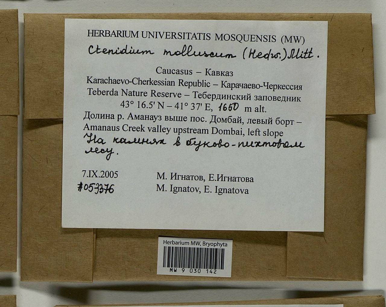 Ctenidium molluscum (Hedw.) Mitt., Bryophytes, Bryophytes - North Caucasus & Ciscaucasia (B12) (Russia)