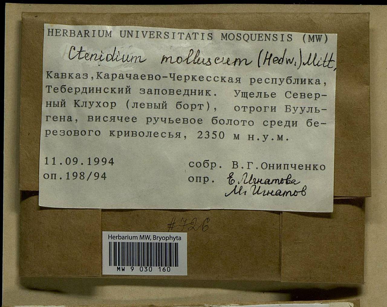 Ctenidium molluscum (Hedw.) Mitt., Bryophytes, Bryophytes - North Caucasus & Ciscaucasia (B12) (Russia)