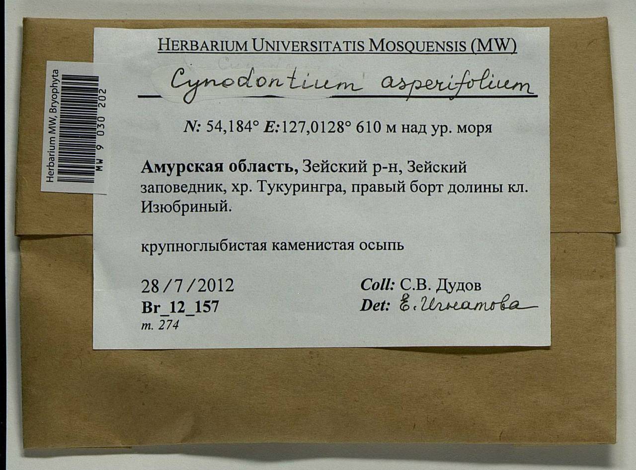 Cynodontium asperifolium (Lindb. ex Arnell) Paris, Bryophytes, Bryophytes - Russian Far East (excl. Chukotka & Kamchatka) (B20) (Russia)