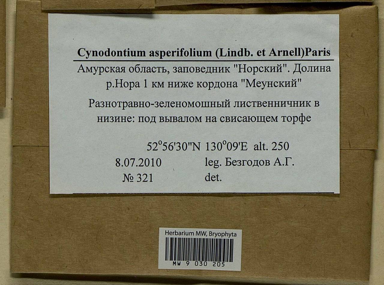 Cynodontium asperifolium (Lindb. ex Arnell) Paris, Bryophytes, Bryophytes - Russian Far East (excl. Chukotka & Kamchatka) (B20) (Russia)