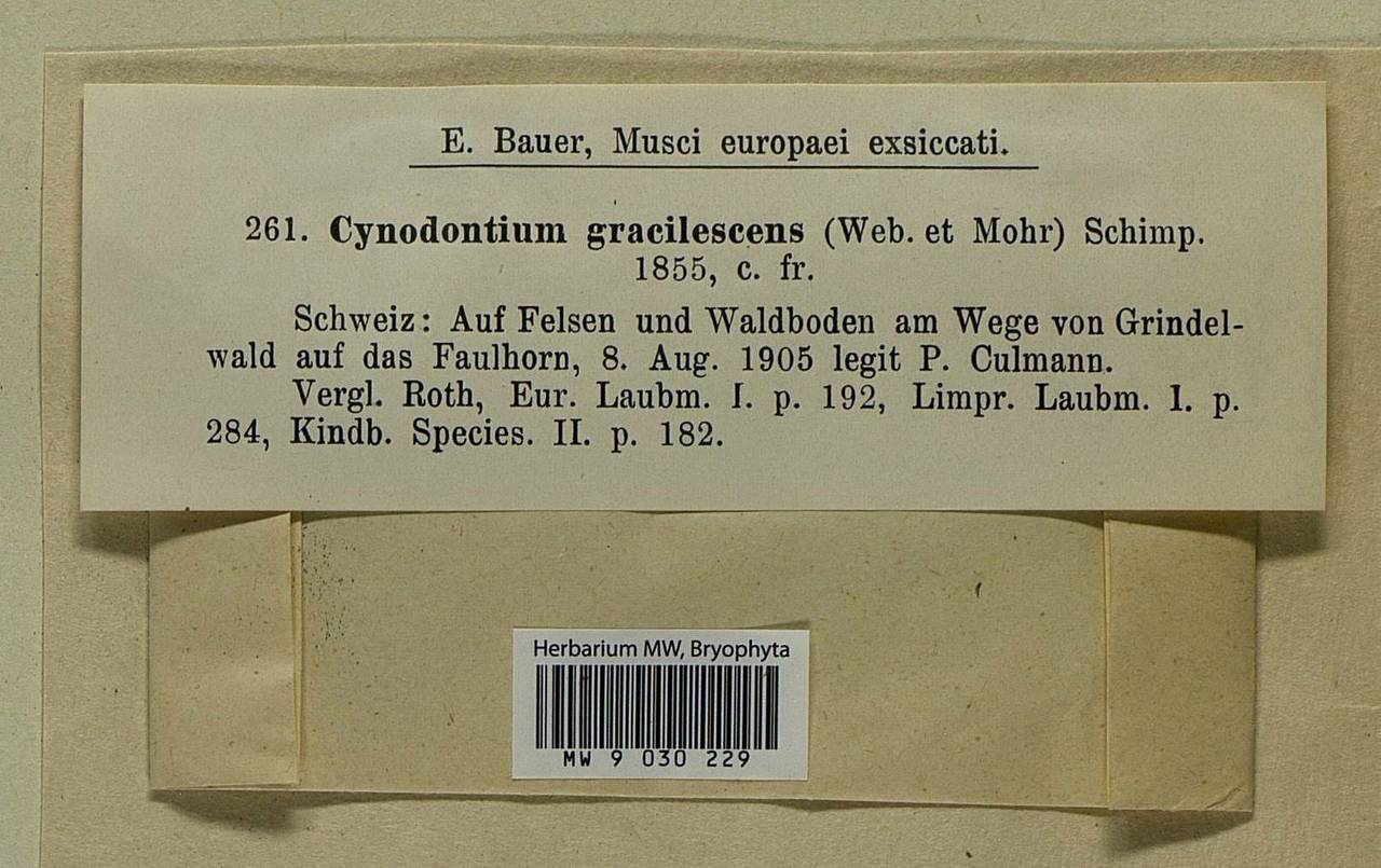 Cynodontium gracilescens (F. Weber & D. Mohr) Schimp., Bryophytes, Bryophytes - Western Europe (BEu) (Switzerland)