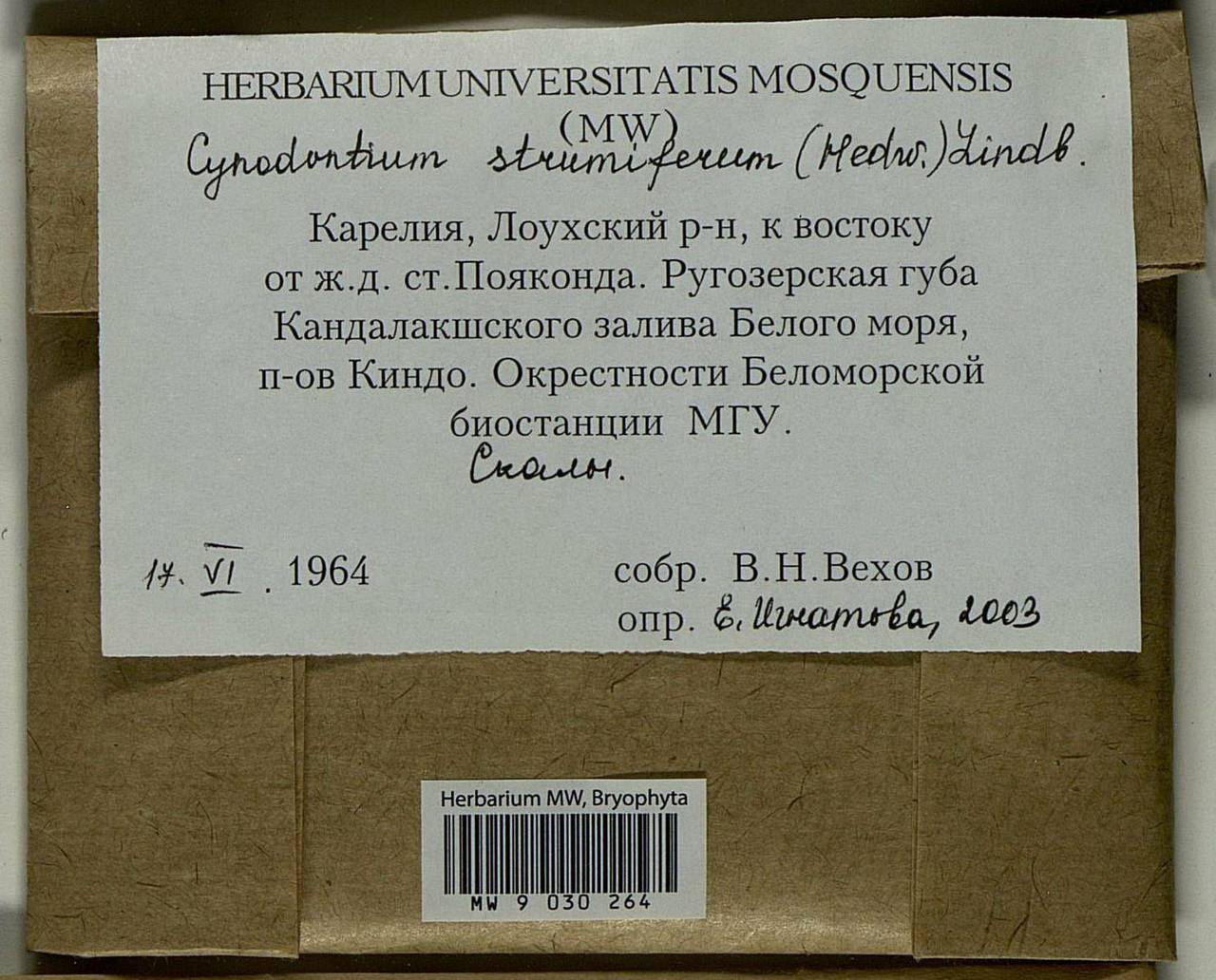 Cynodontium strumiferum (Hedw.) Lindb., Bryophytes, Bryophytes - Karelia, Leningrad & Murmansk Oblasts (B4) (Russia)