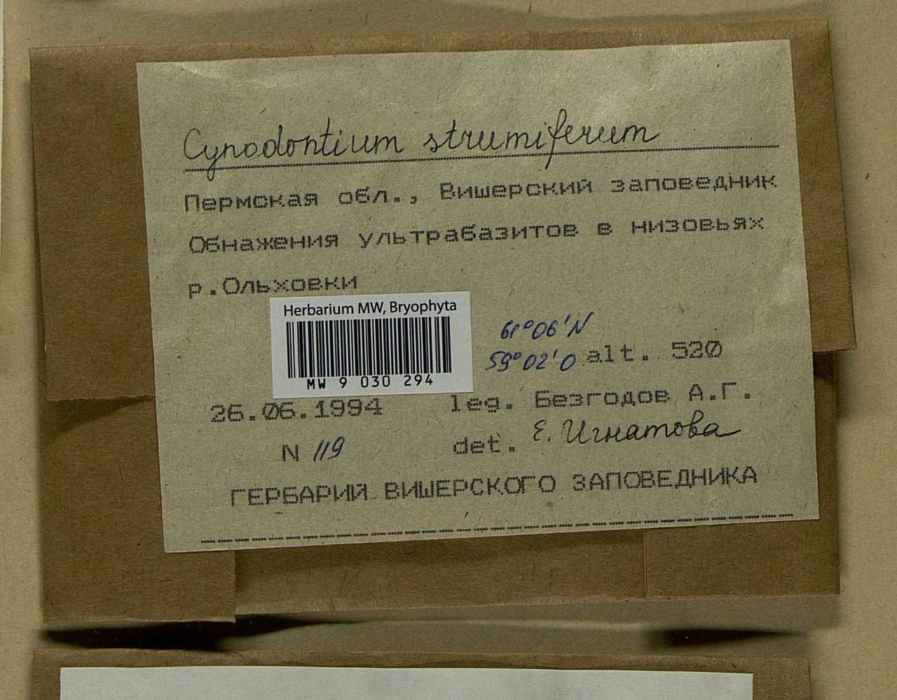 Cynodontium strumiferum (Hedw.) Lindb., Bryophytes, Bryophytes - Permsky Krai, Udmurt Republic, Sverdlovsk & Kirov Oblasts (B8) (Russia)