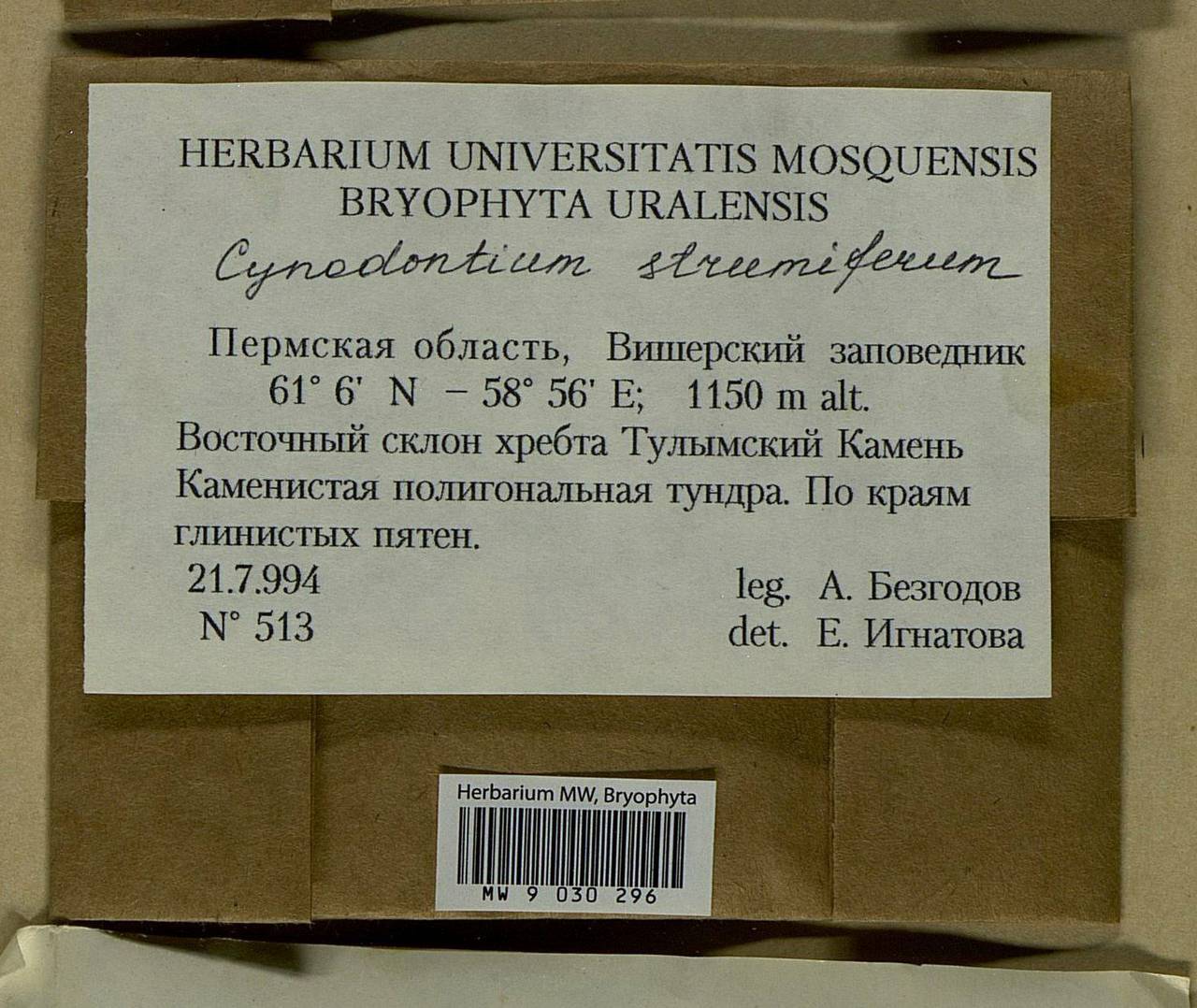 Cynodontium strumiferum (Hedw.) Lindb., Bryophytes, Bryophytes - Permsky Krai, Udmurt Republic, Sverdlovsk & Kirov Oblasts (B8) (Russia)