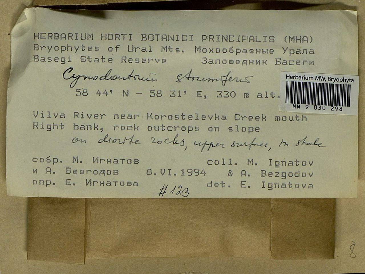 Cynodontium strumiferum (Hedw.) Lindb., Bryophytes, Bryophytes - Permsky Krai, Udmurt Republic, Sverdlovsk & Kirov Oblasts (B8) (Russia)